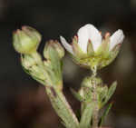 Three-toothed cinquifoil <BR>Shrubby fivefingers